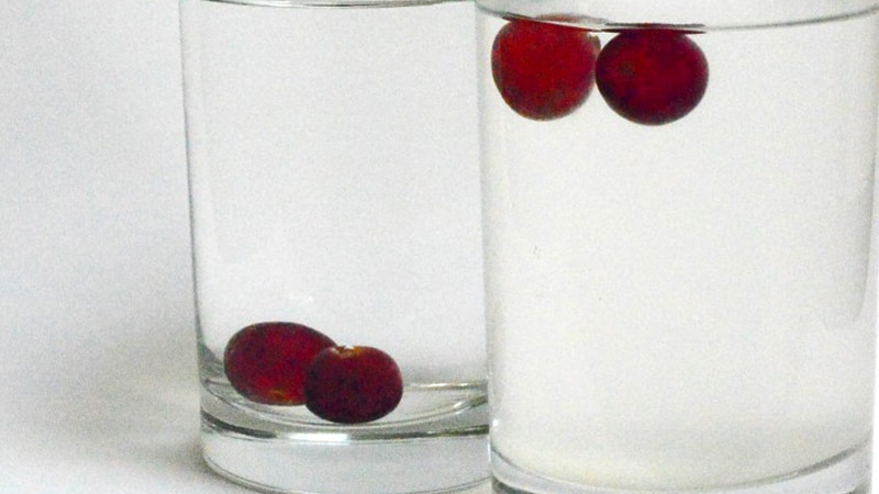 Grapes float or sink in water grapes activity