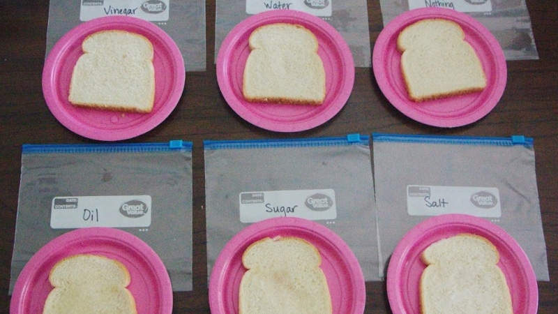 Science experiment for kids showing mold growth mold on bread