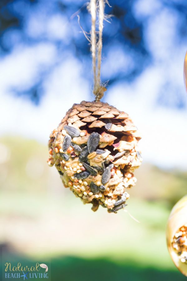 Natural Pine Cone Bird Feeder
